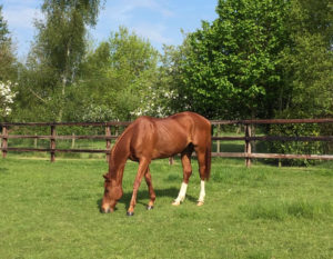 Horse sitting thoroughbred happy in field