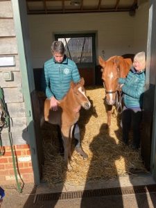 FRANKEL mare FABULISTE with new born OASIS DREAM colt foal