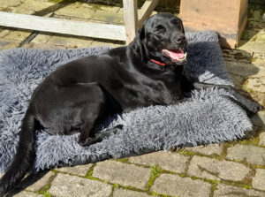 Happy labrador on his rug at home while Linda is pet sitting