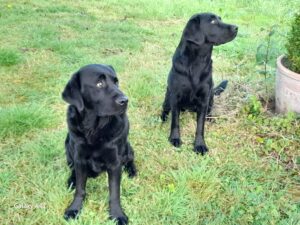 Linda pet sitting two Labradors at their own home