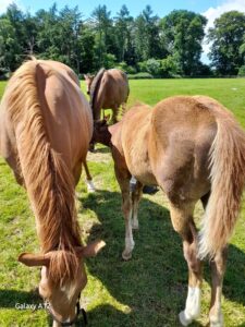 Mare and Foal in a paddock enjoying a drink