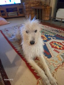 Lurcher relaxing at home