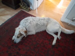 Dog relaxing at home on rug