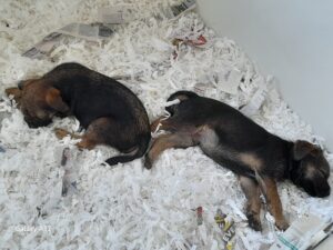 Sleeping 9 week old puppies