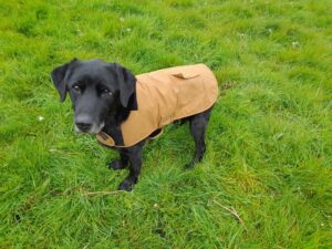 young labrador wearing a waterproof coat