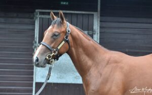 Oasis Dream racehorse head photo