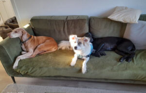 3 dogs relaxing on their sofa