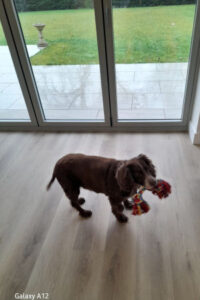 Elderly spaniel with her toy