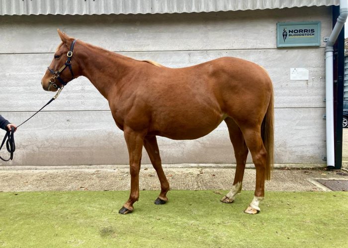 Racehorse Fabuliste For Sale