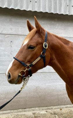 Fabuliste Racehorse head photo