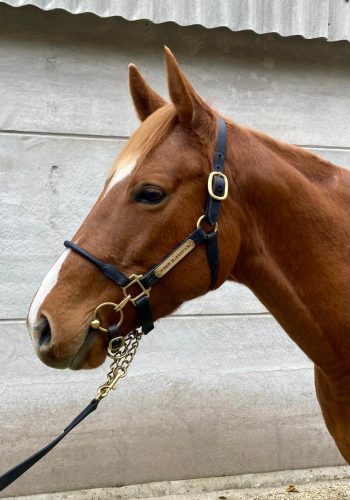 Fabuliste Racehorse head photo